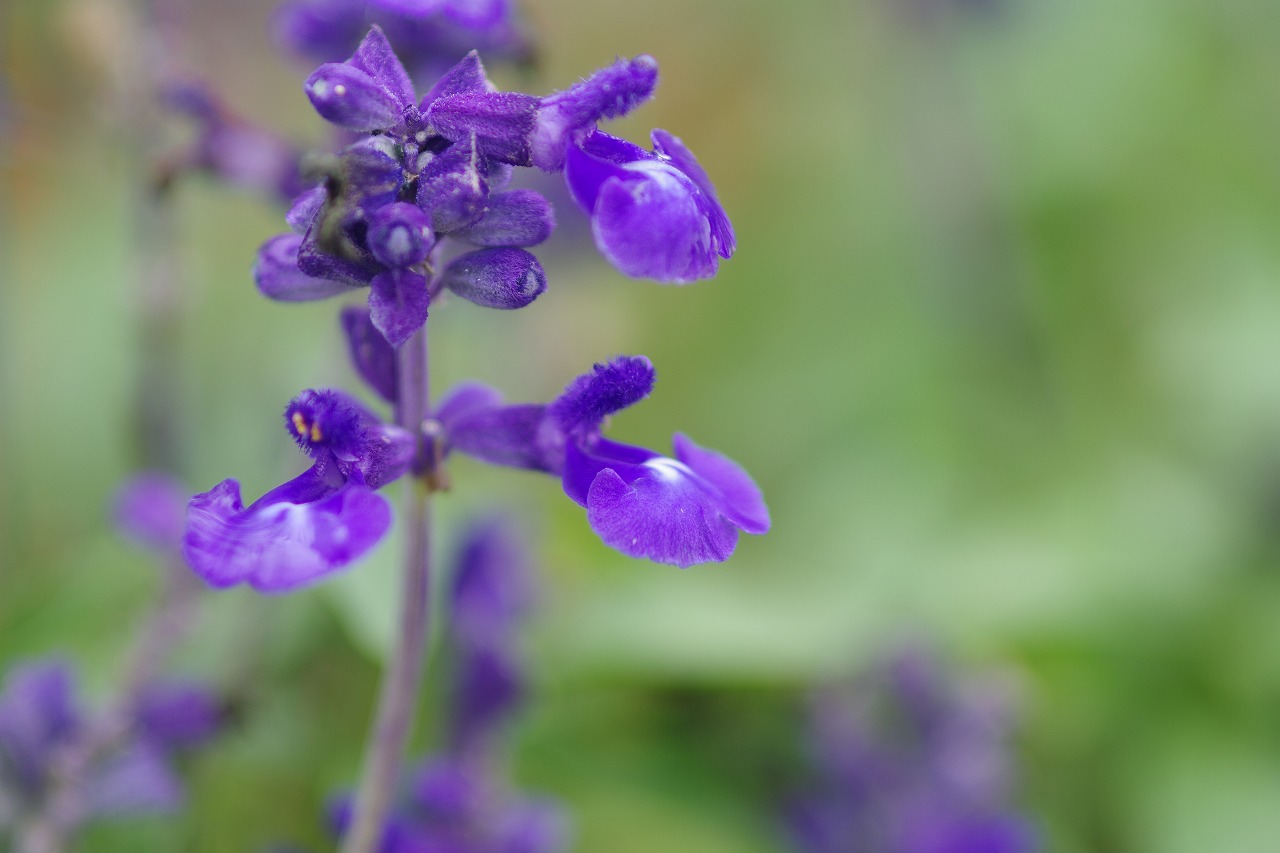 あしかがフラワーパークの花々