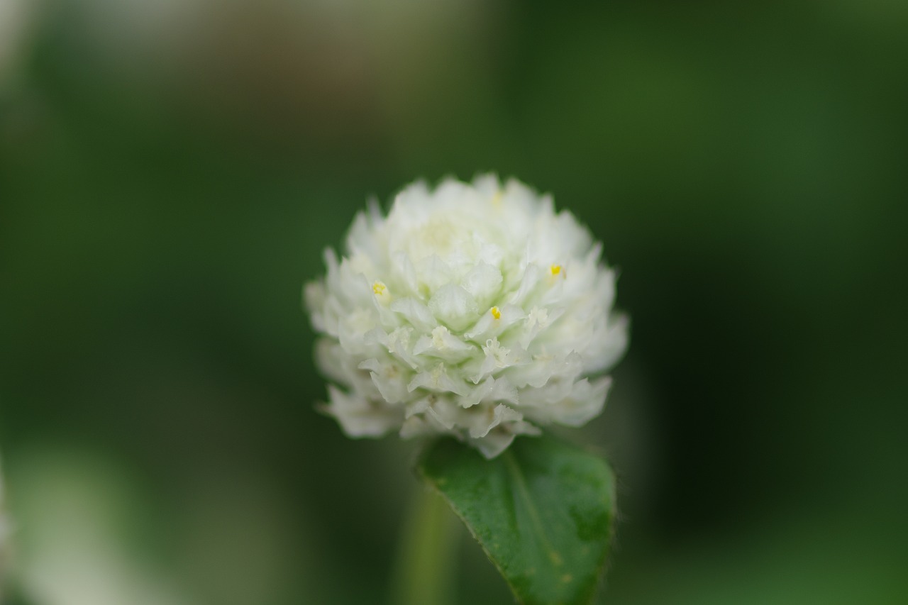 あしかがフラワーパークの花々