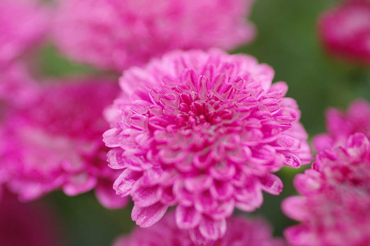 あしかがフラワーパークの花々