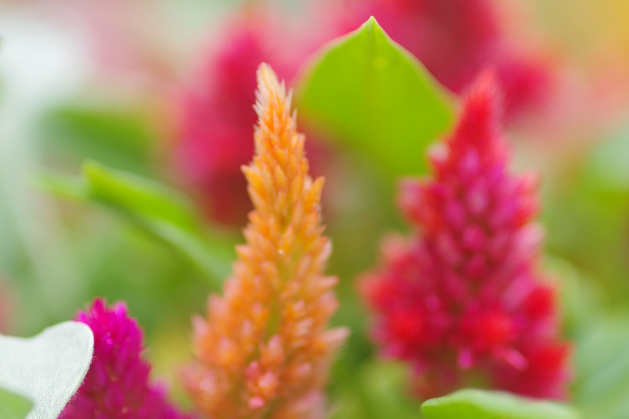 あしかがフラワーパークの花々