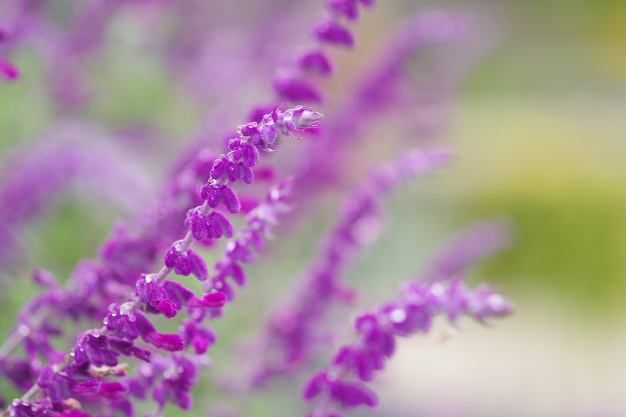 あしかがフラワーパークの花々