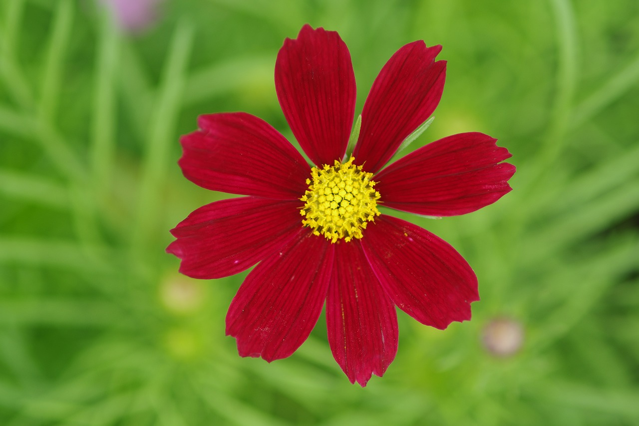 あしかがフラワーパークの花々