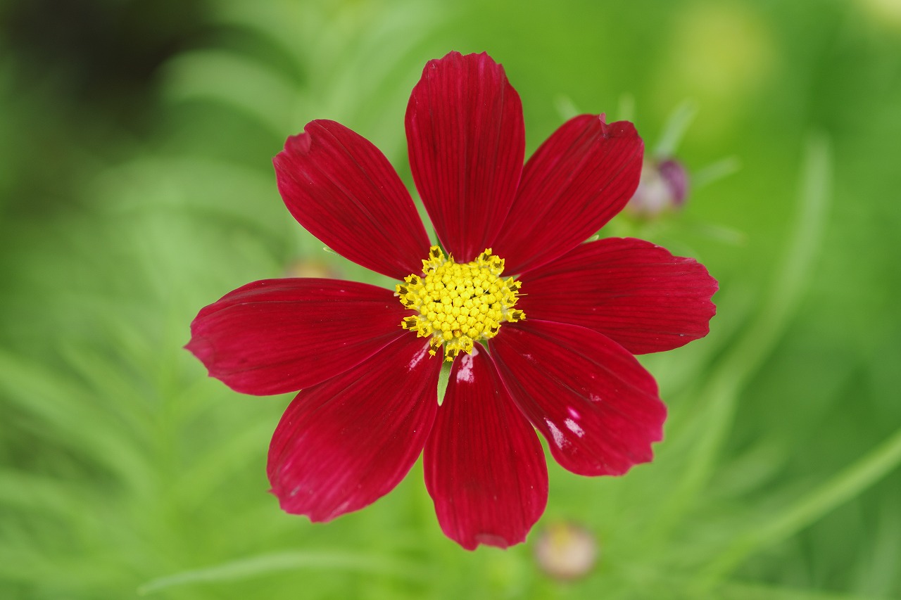 あしかがフラワーパークの花々