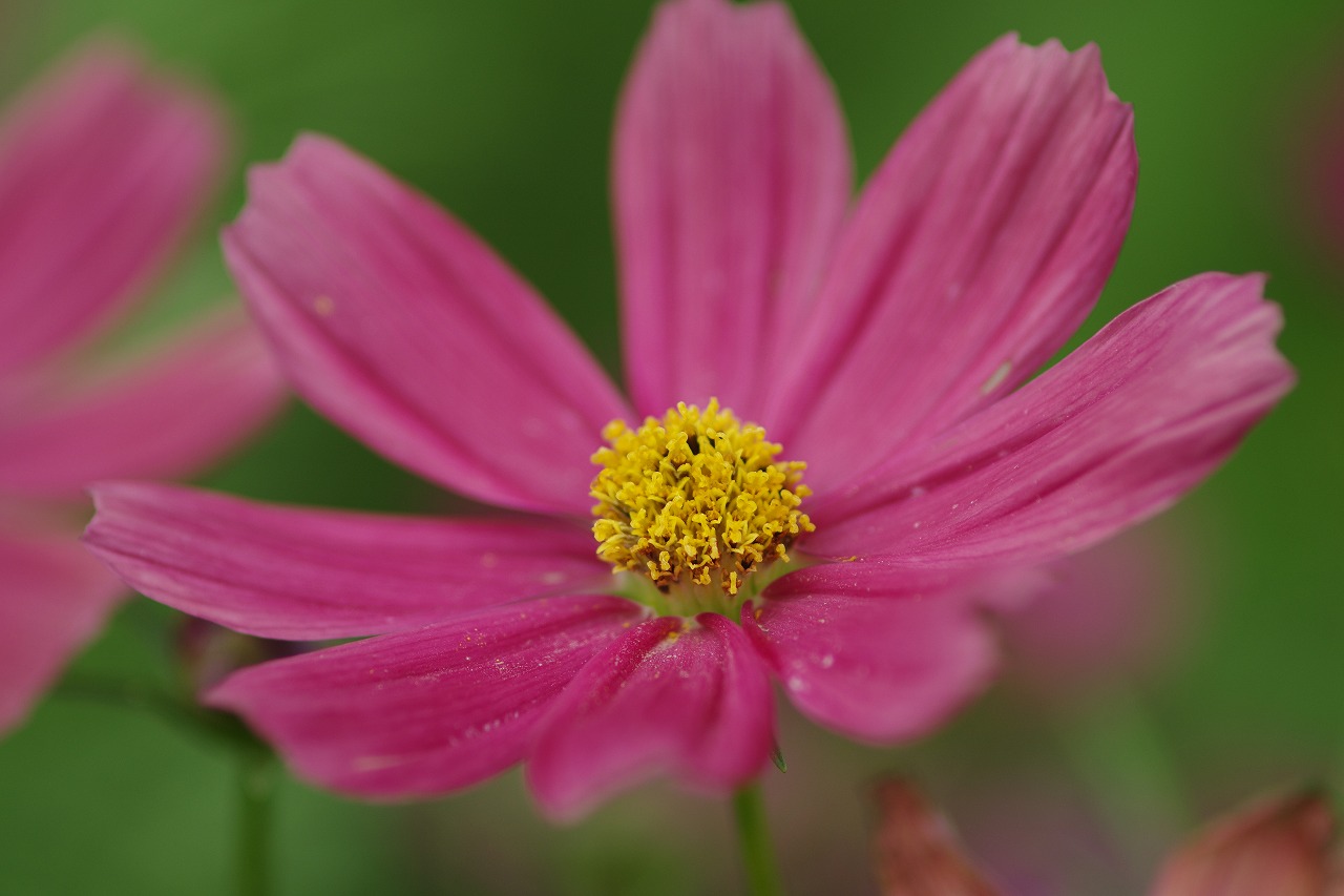 あしかがフラワーパークの花々