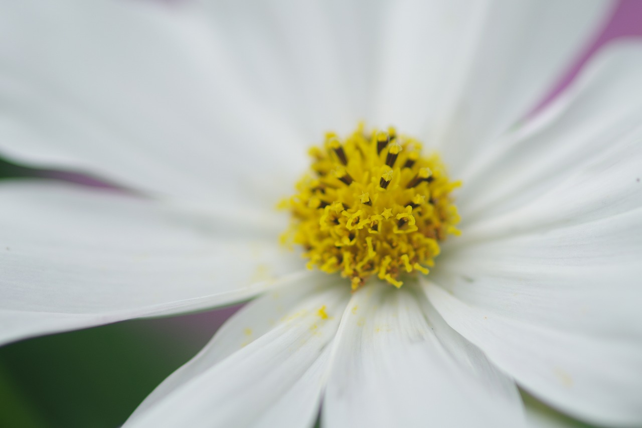 あしかがフラワーパークの花々