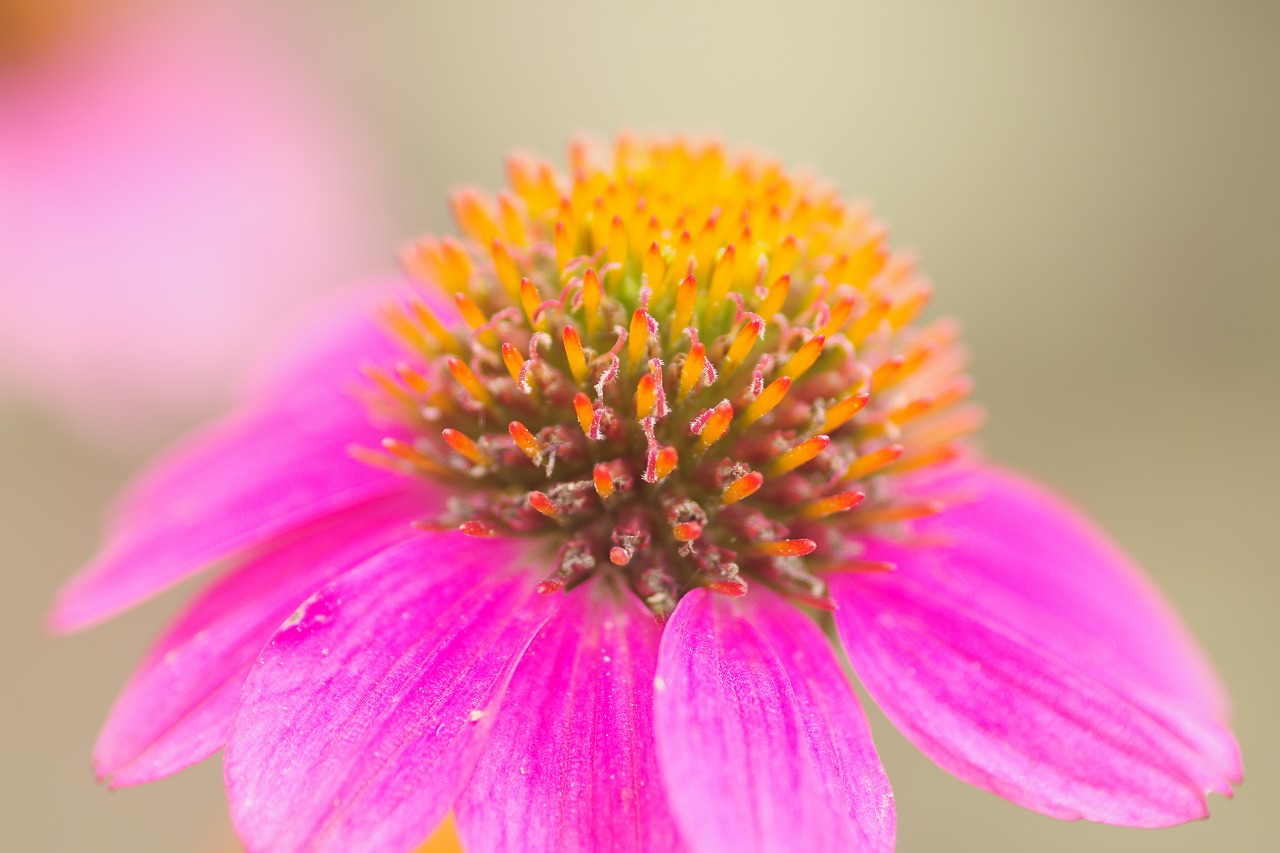あしかがフラワーパークの花々