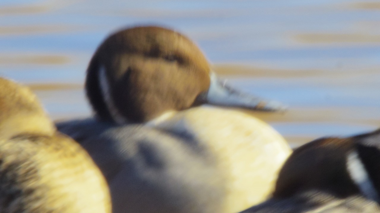 群馬県の邑楽町のがば沼の白鳥と鴨