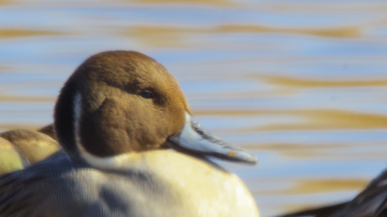 群馬県の邑楽町のがば沼の白鳥と鴨