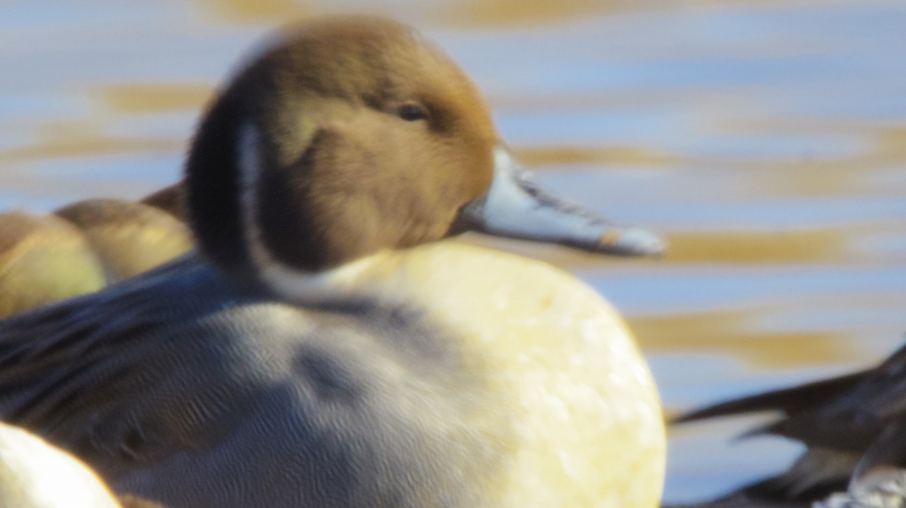 群馬県の邑楽町のがば沼の白鳥と鴨