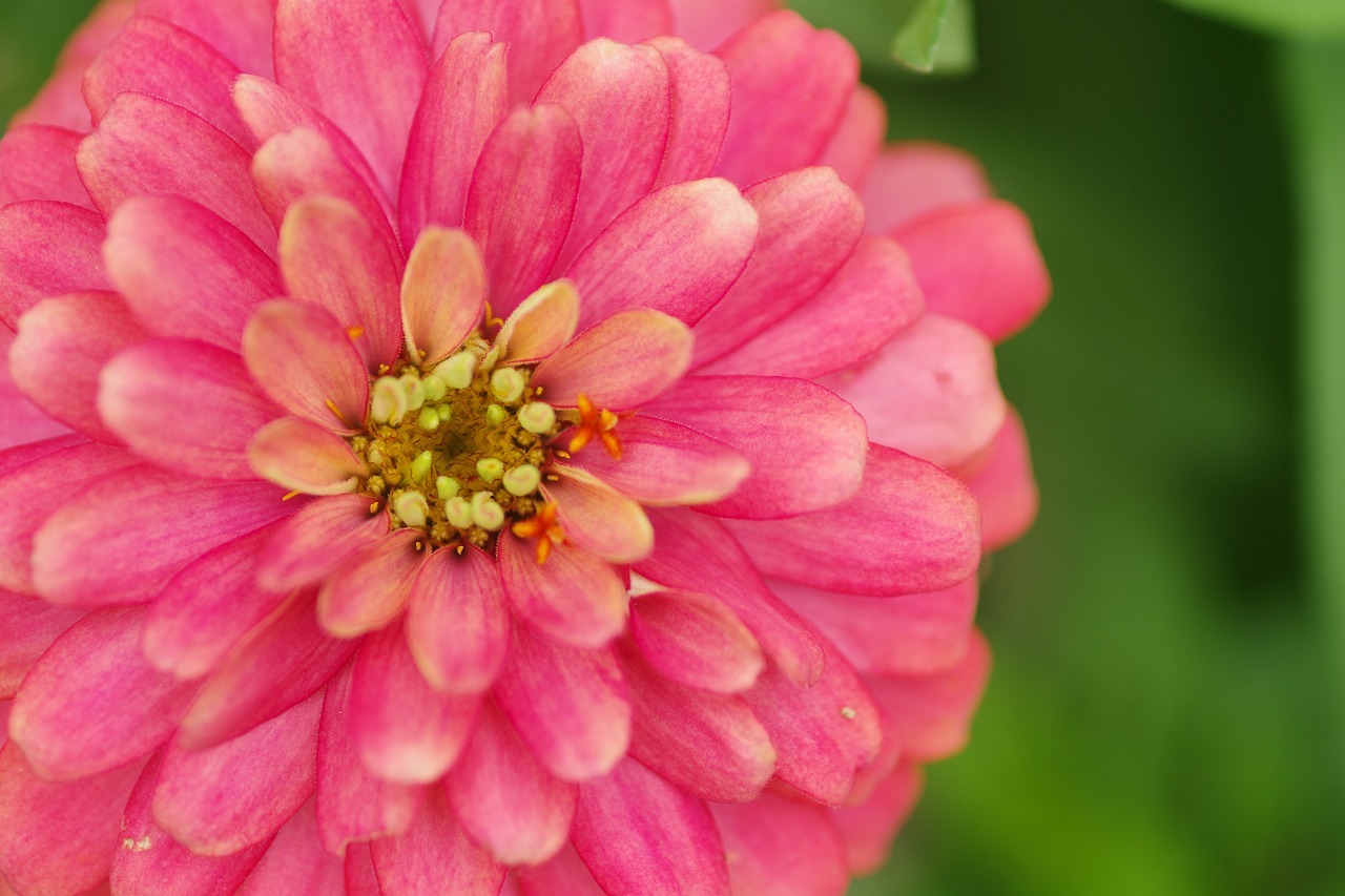 あしかがフラワーパークの花々