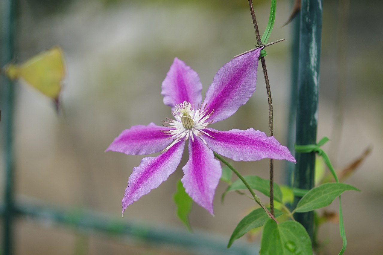 あしかがフラワーパークの花々
