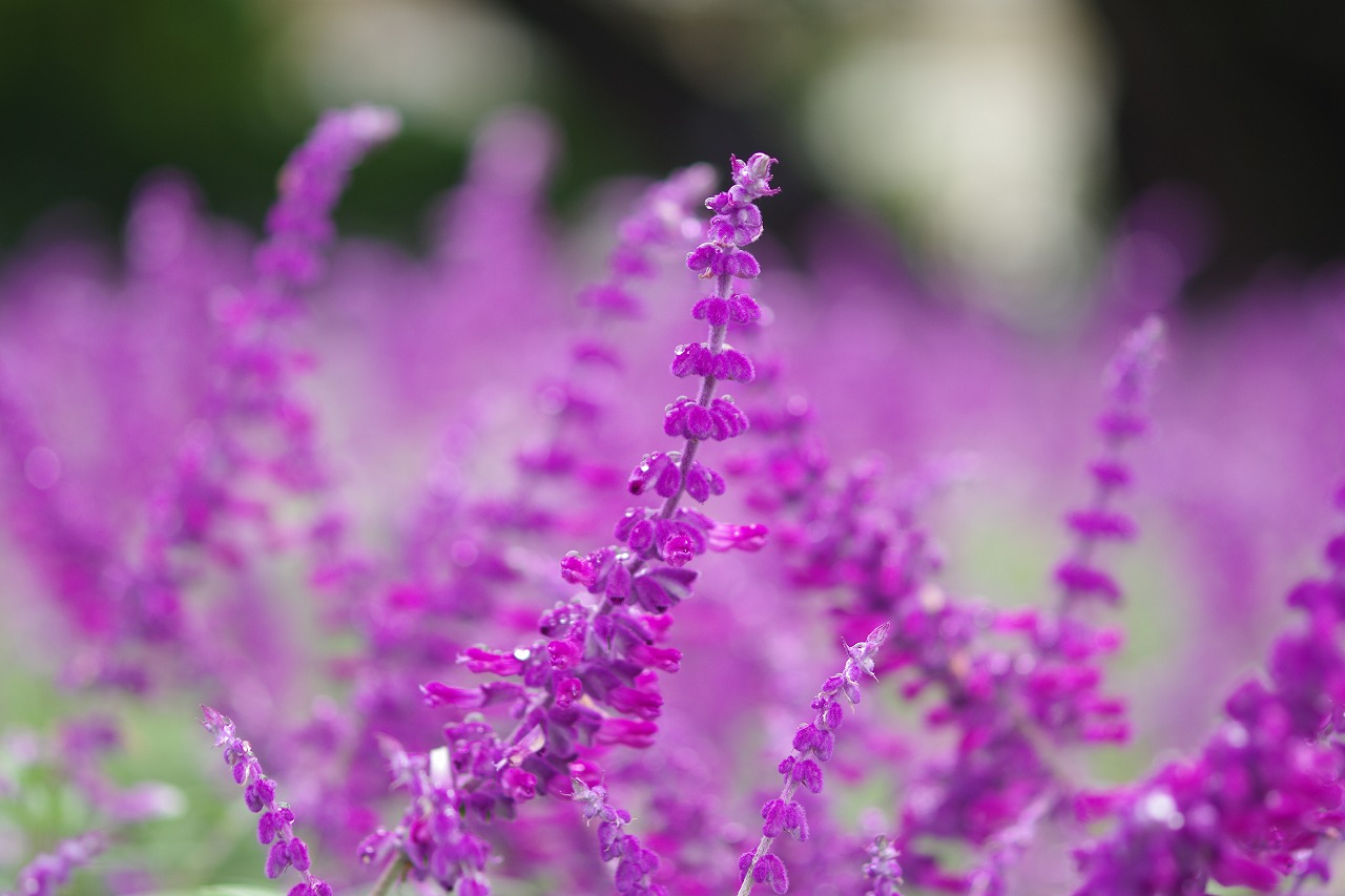 あしかがフラワーパークの花々