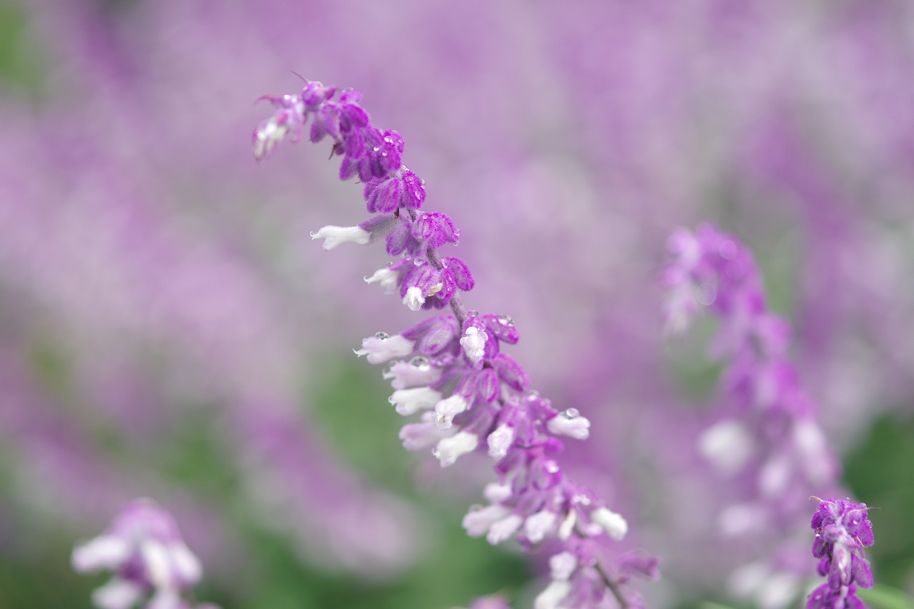 あしかがフラワーパークの花々