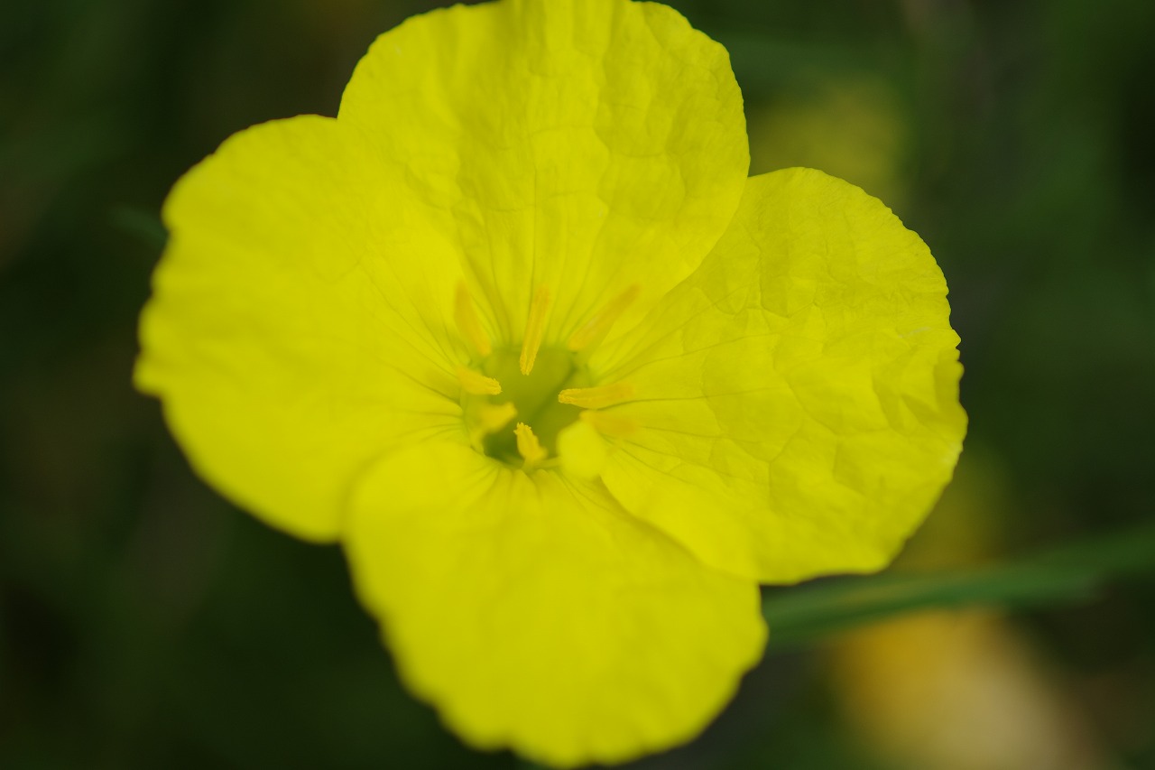 あしかがフラワーパークの花々