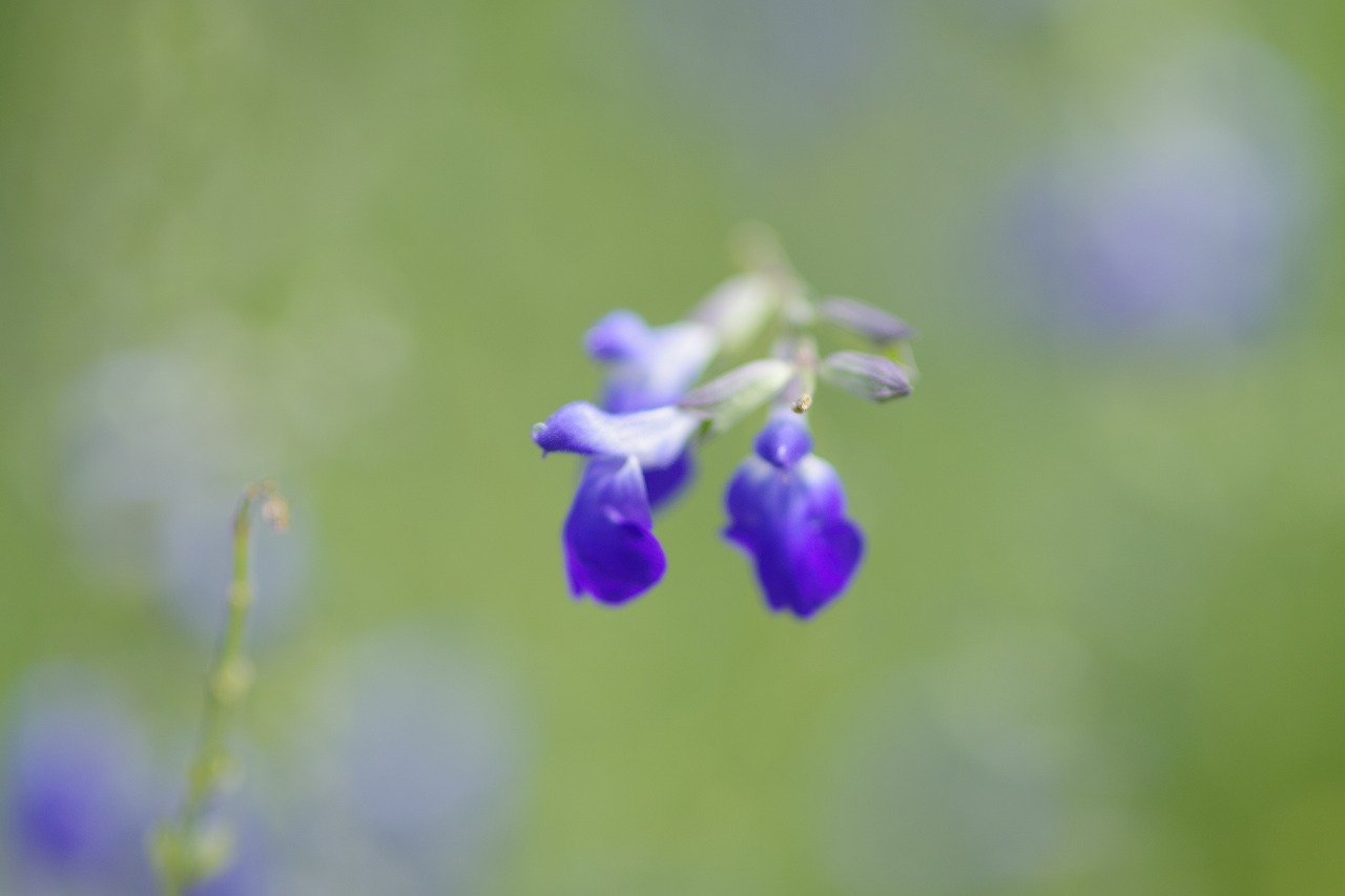 あしかがフラワーパークの花々