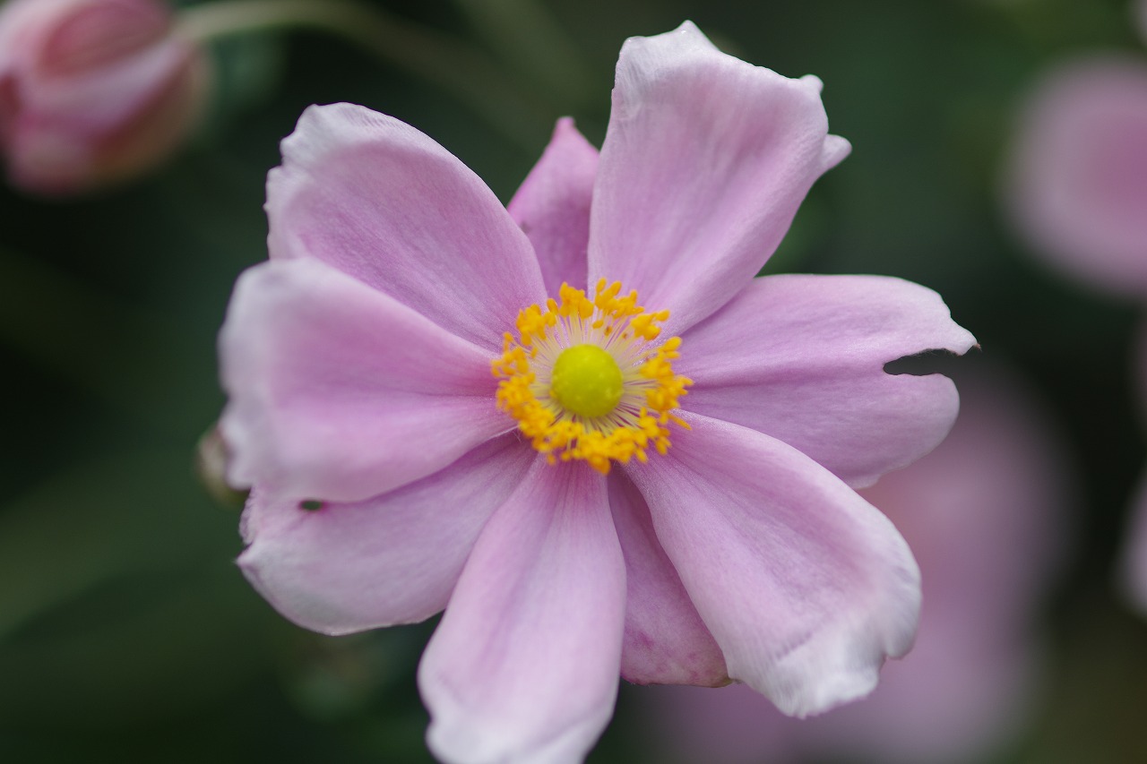 あしかがフラワーパークの花々