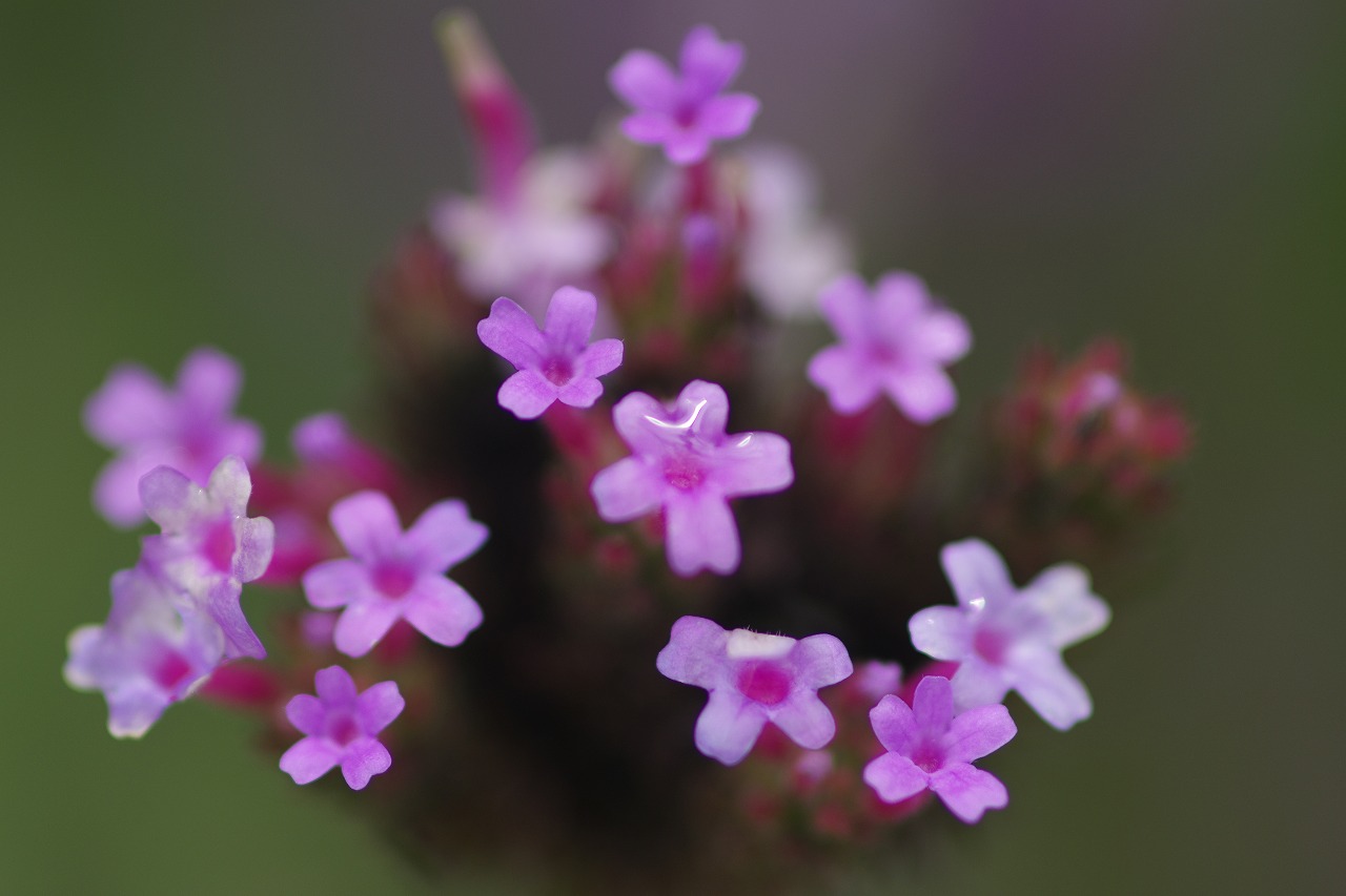あしかがフラワーパークの花々