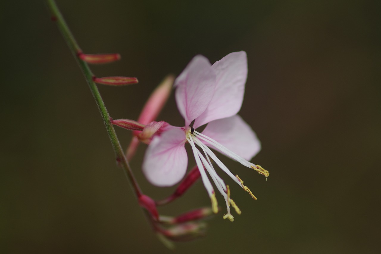 あしかがフラワーパークの花々