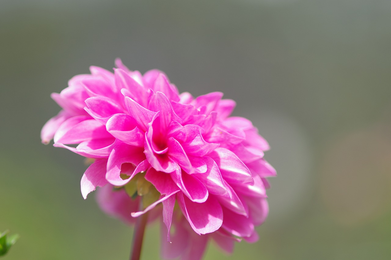あしかがフラワーパークの花々