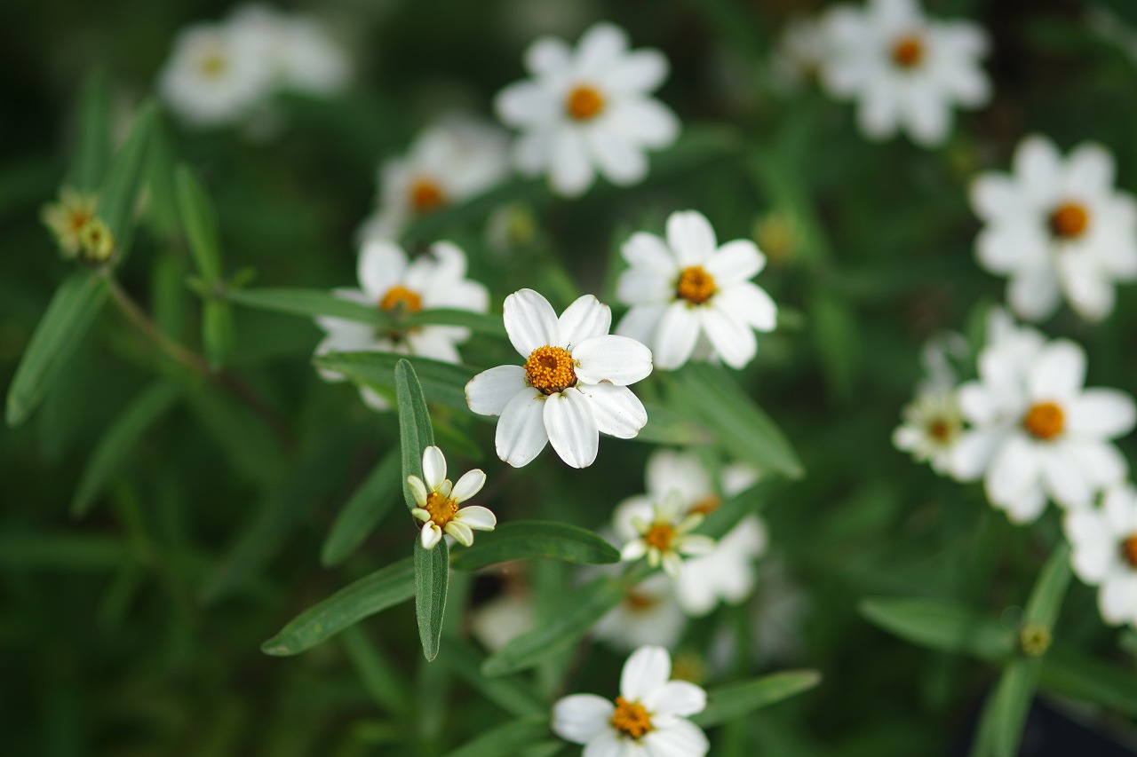 あしかがフラワーパークの花々
