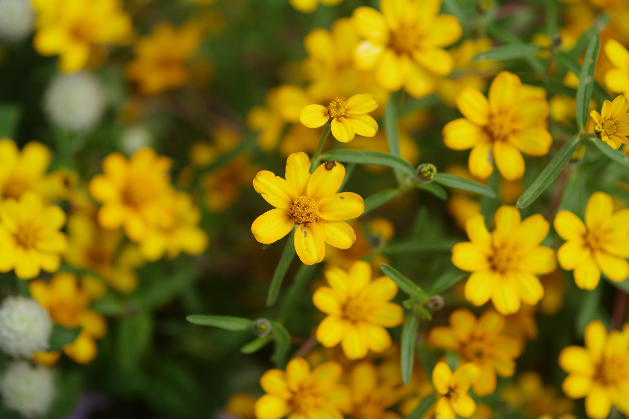 あしかがフラワーパークの花々