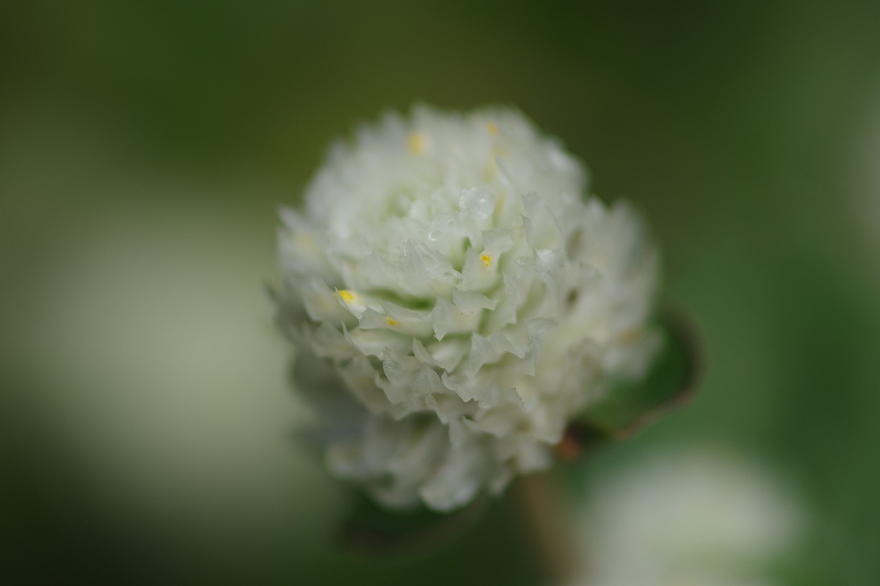 あしかがフラワーパークの花々