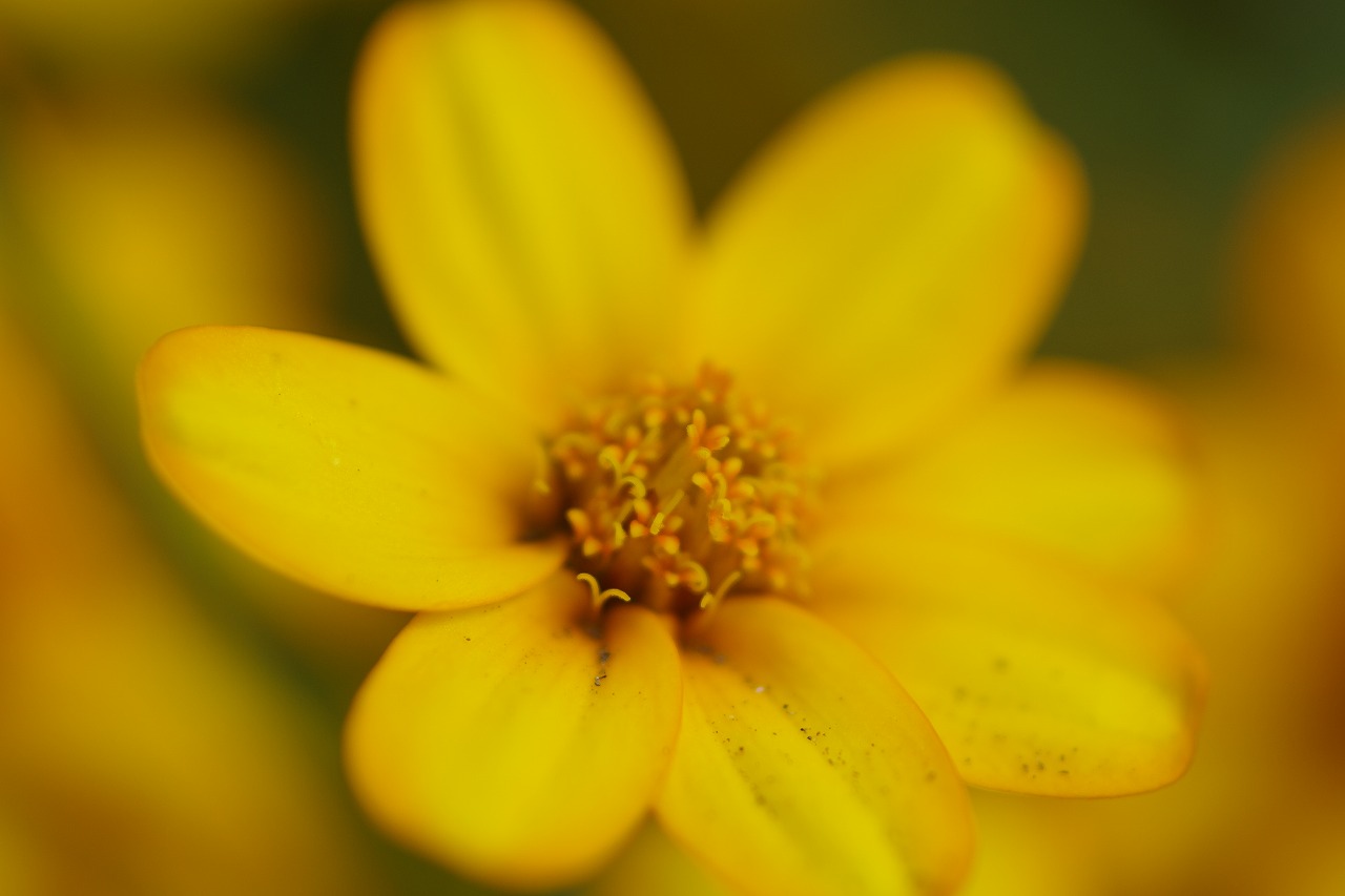 あしかがフラワーパークの花々