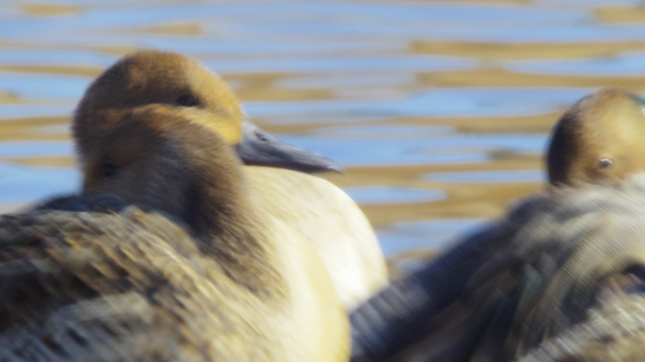 群馬県の邑楽町のがば沼の白鳥と鴨