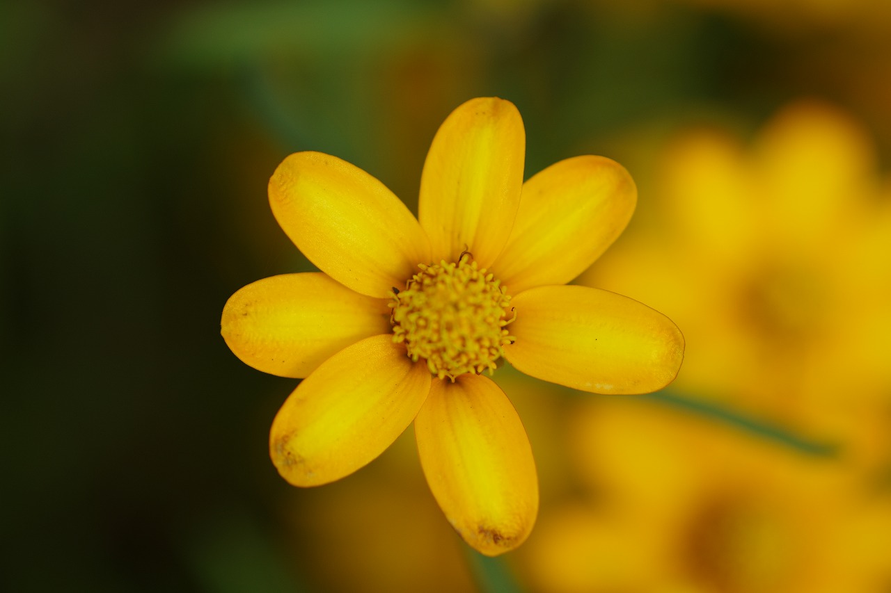あしかがフラワーパークの花々