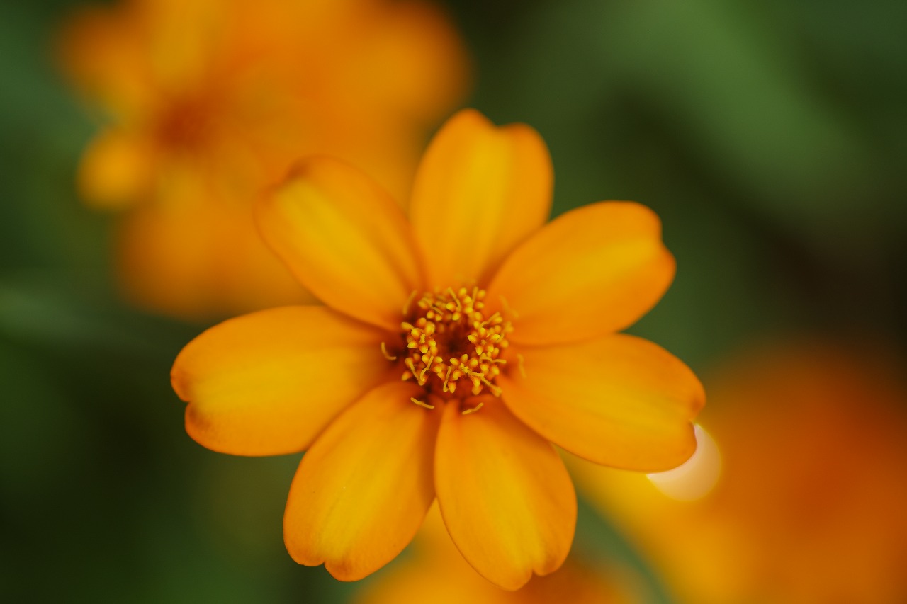 あしかがフラワーパークの花々