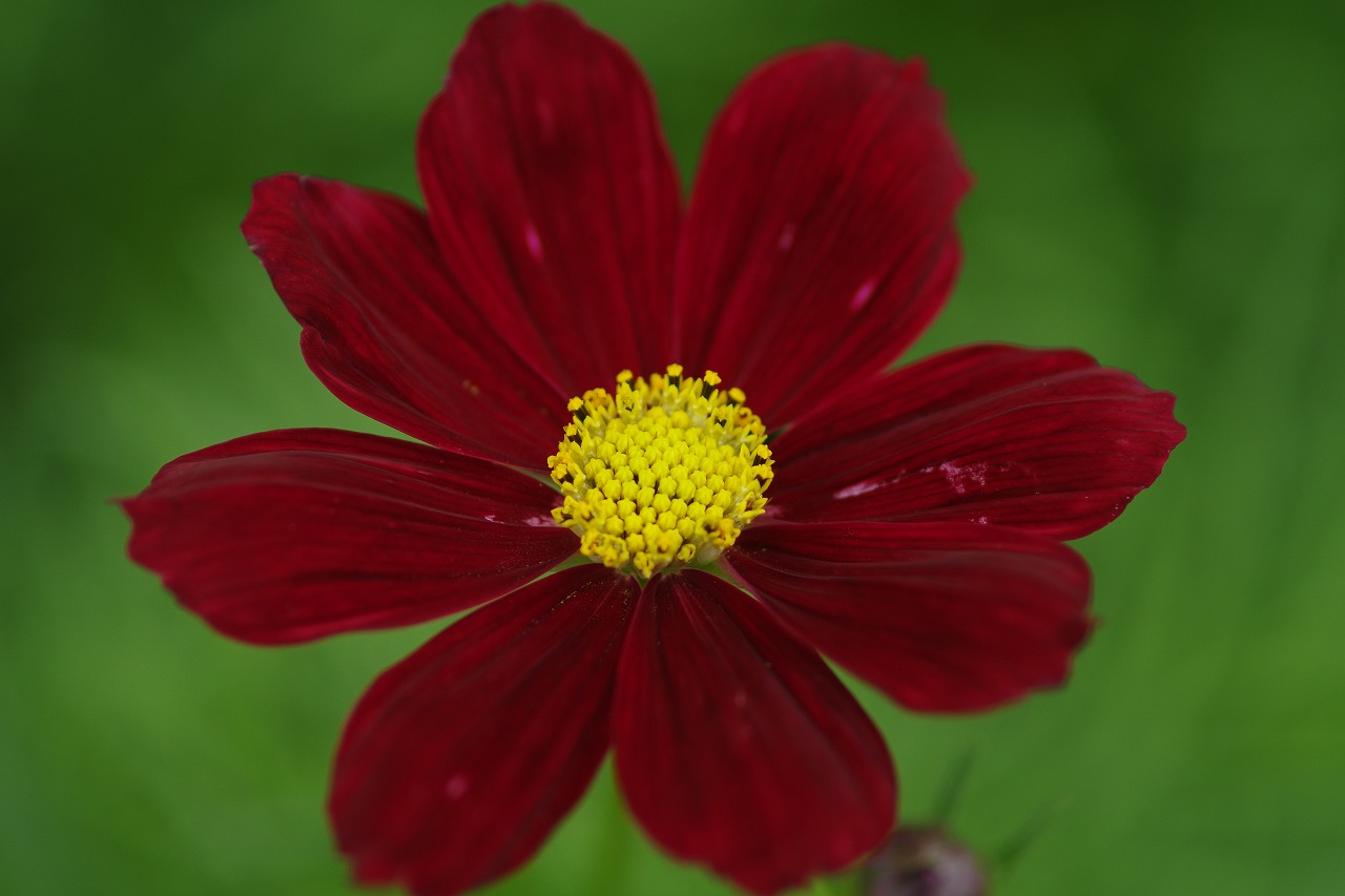 あしかがフラワーパークの花々