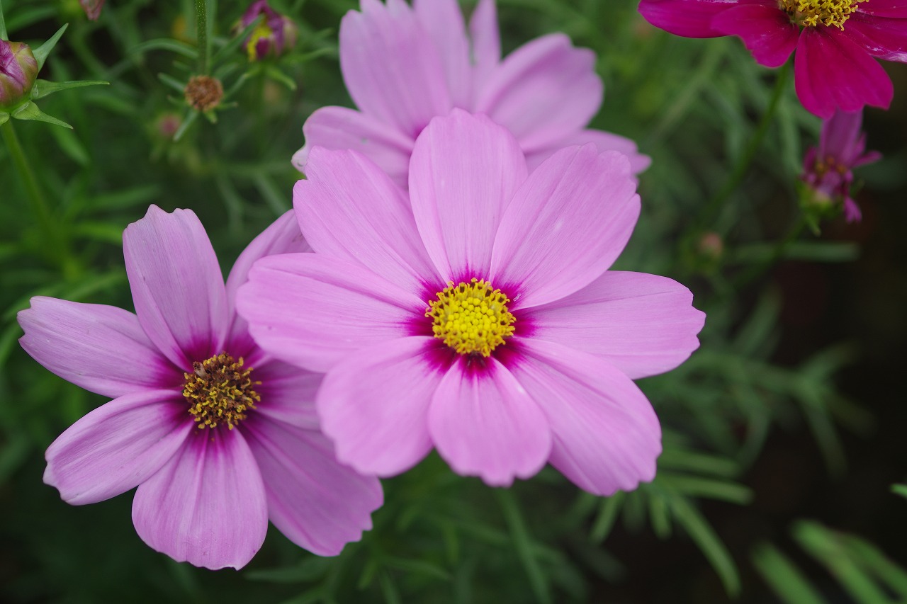 あしかがフラワーパークの花々