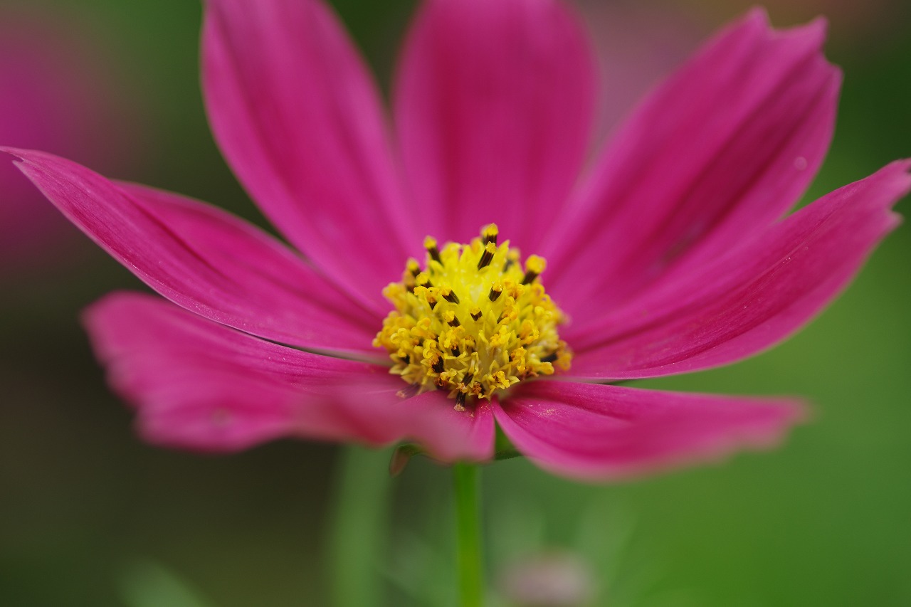 あしかがフラワーパークの花々
