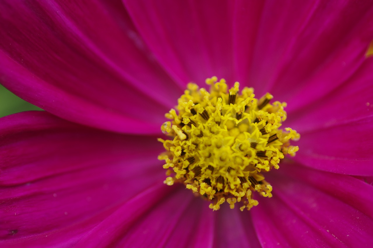 あしかがフラワーパークの花々