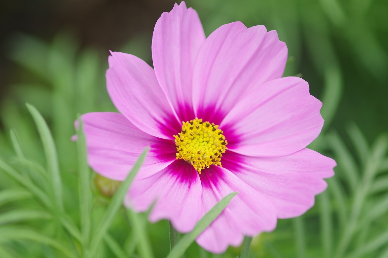 あしかがフラワーパークの花々