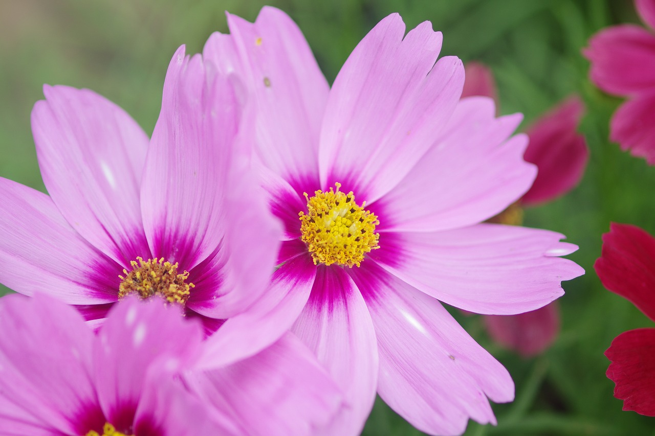 あしかがフラワーパークの花々