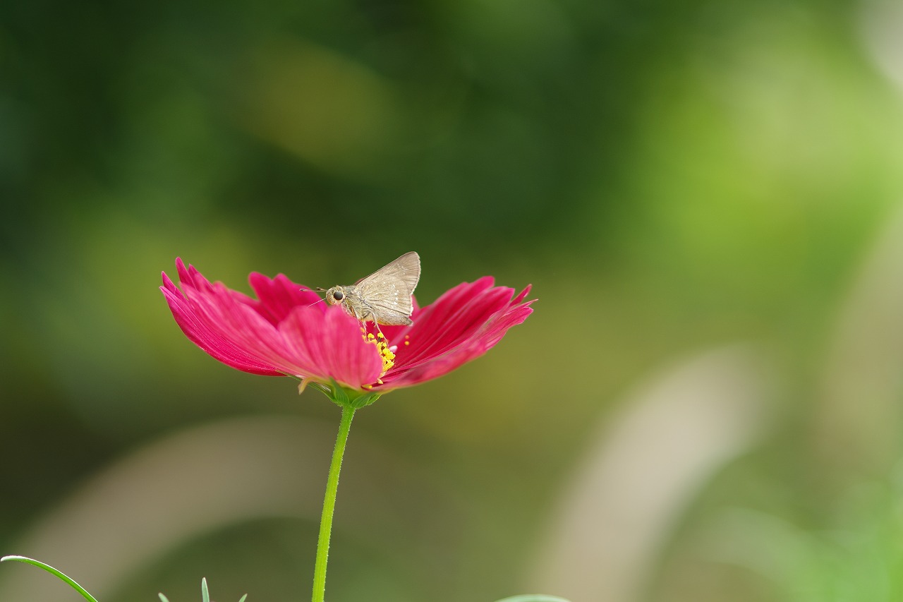 あしかがフラワーパークの花々