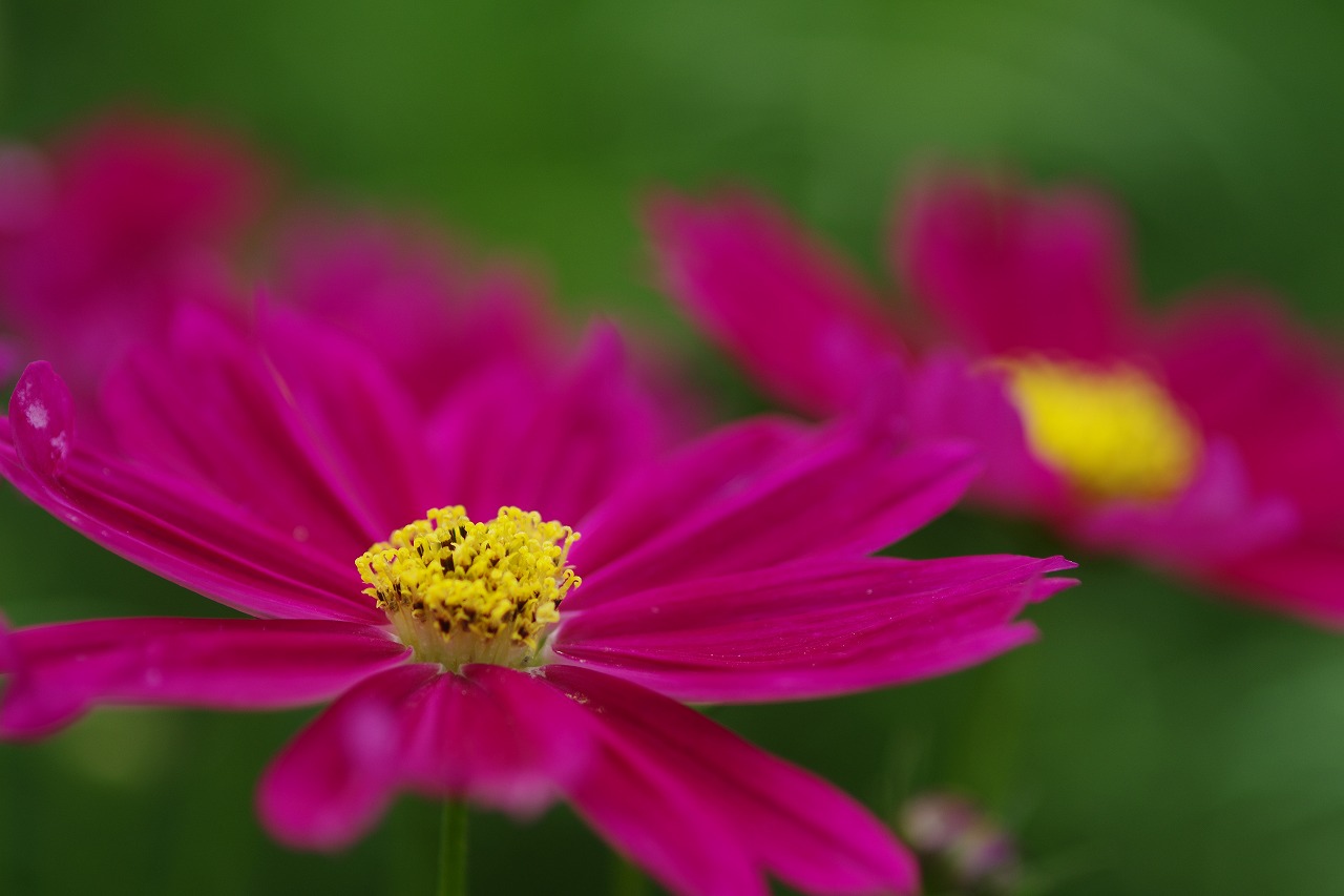 あしかがフラワーパークの花々