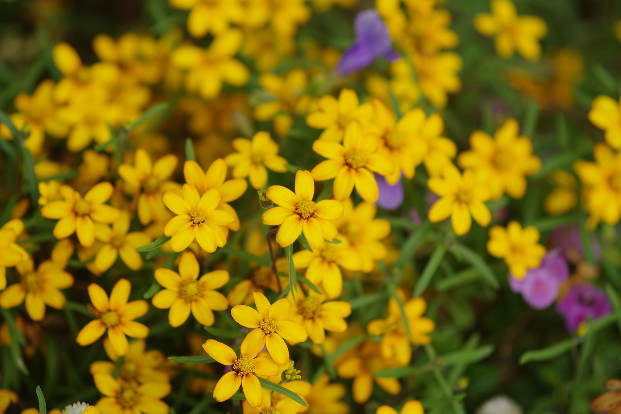 あしかがフラワーパークの花々