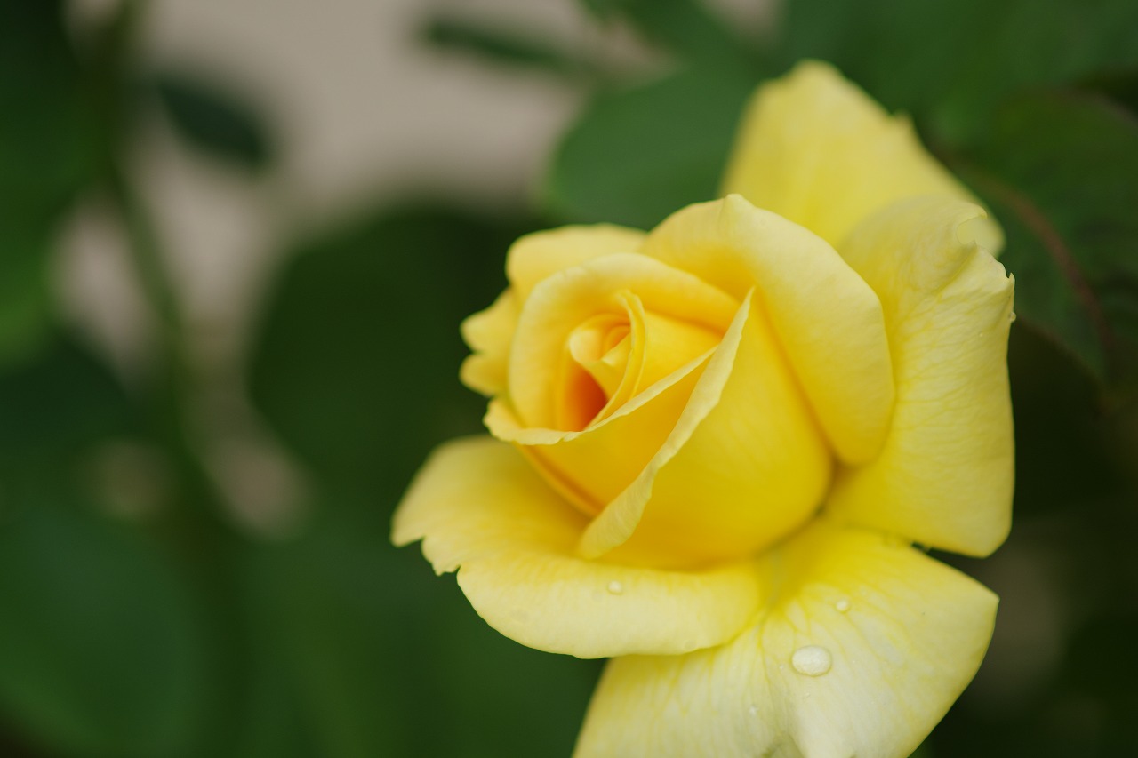あしかがフラワーパークの花々