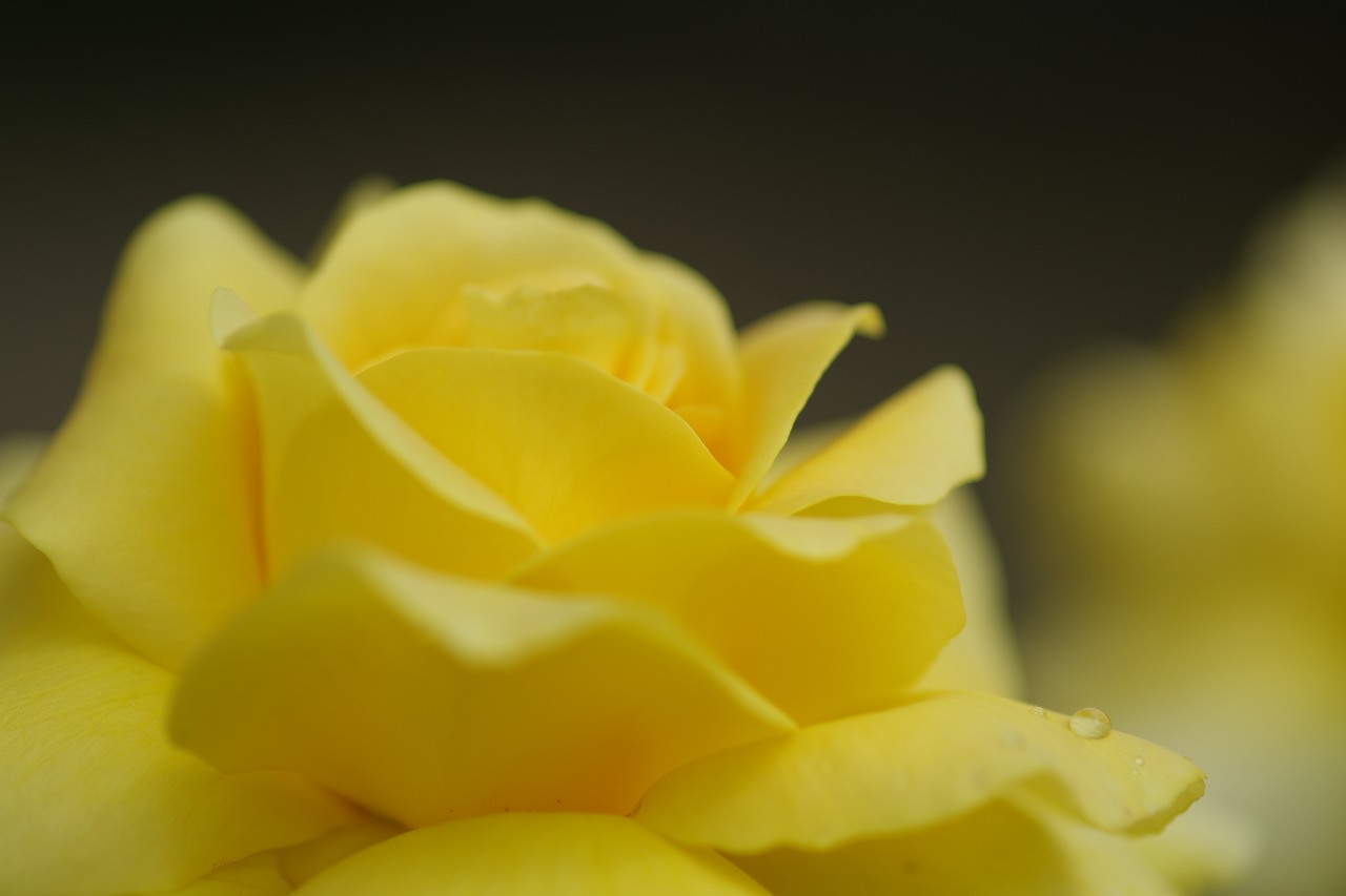 あしかがフラワーパークの花々