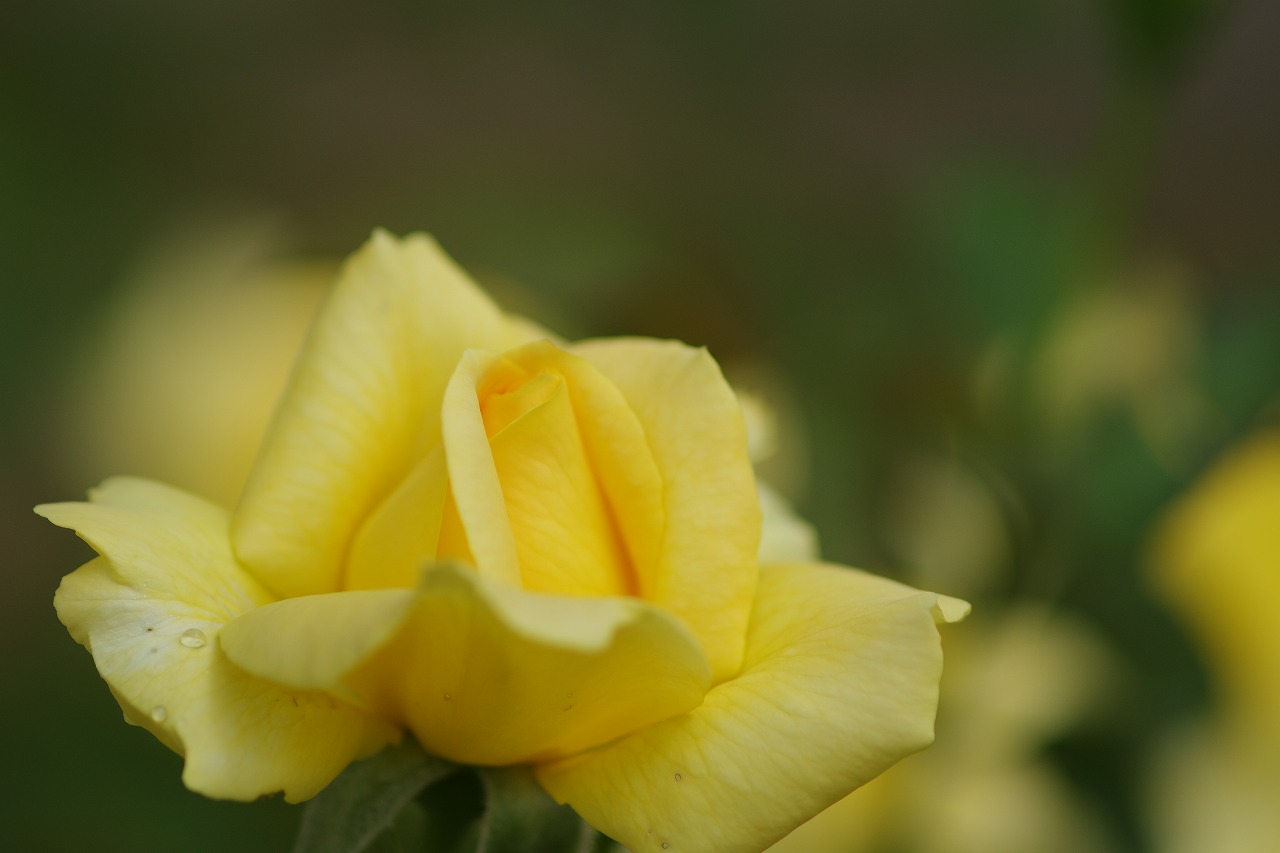 あしかがフラワーパークの花々