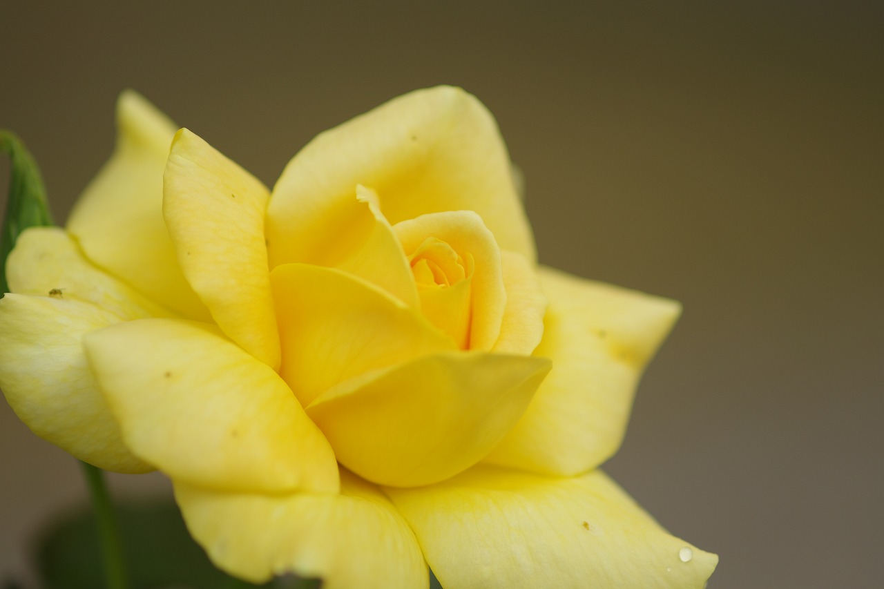 あしかがフラワーパークの花々