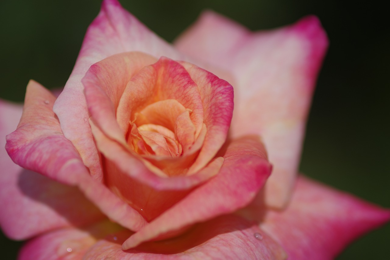 あしかがフラワーパークの花々