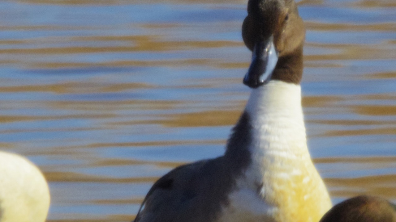 群馬県の邑楽町のがば沼の白鳥と鴨