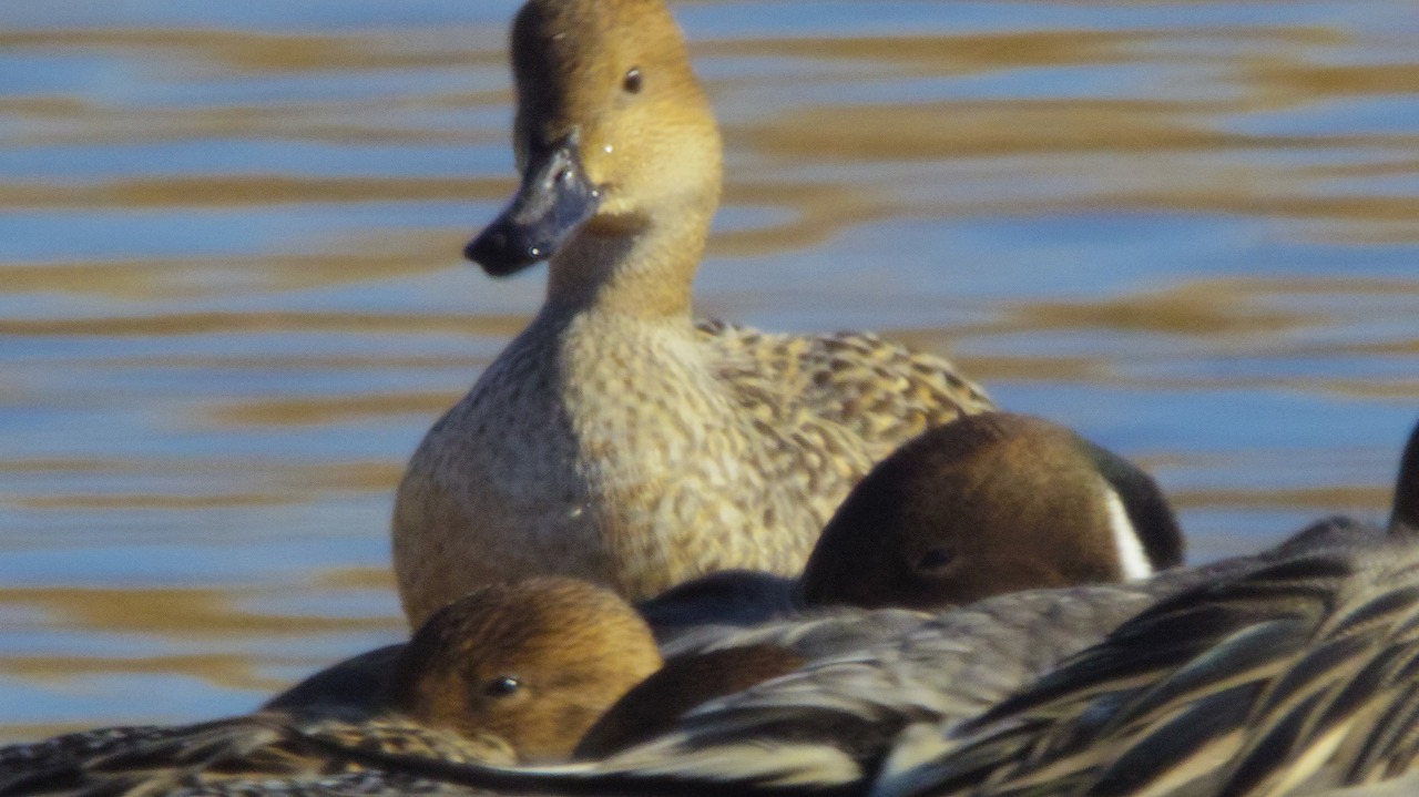 群馬県の邑楽町のがば沼の白鳥と鴨