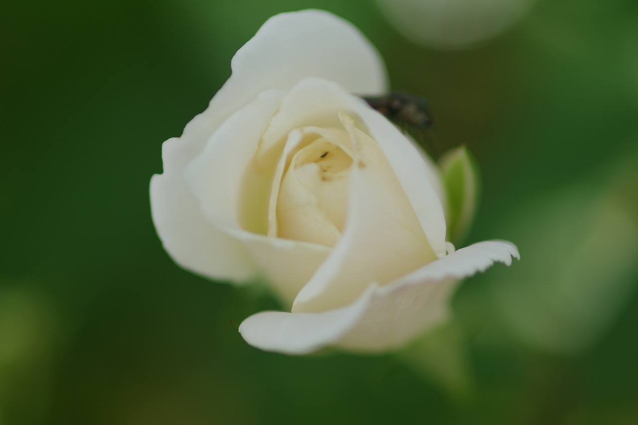 あしかがフラワーパークの花々