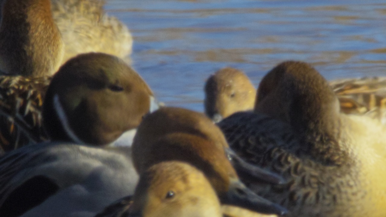 群馬県の邑楽町のがば沼の白鳥と鴨