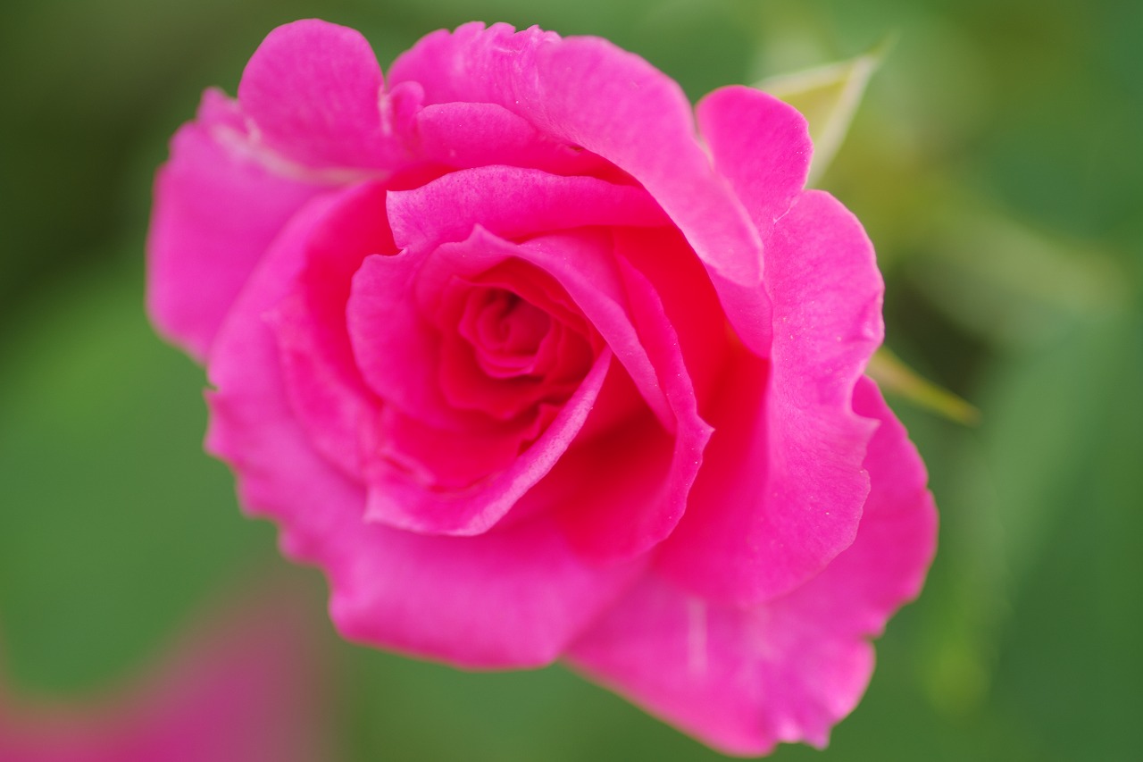 あしかがフラワーパークの花々