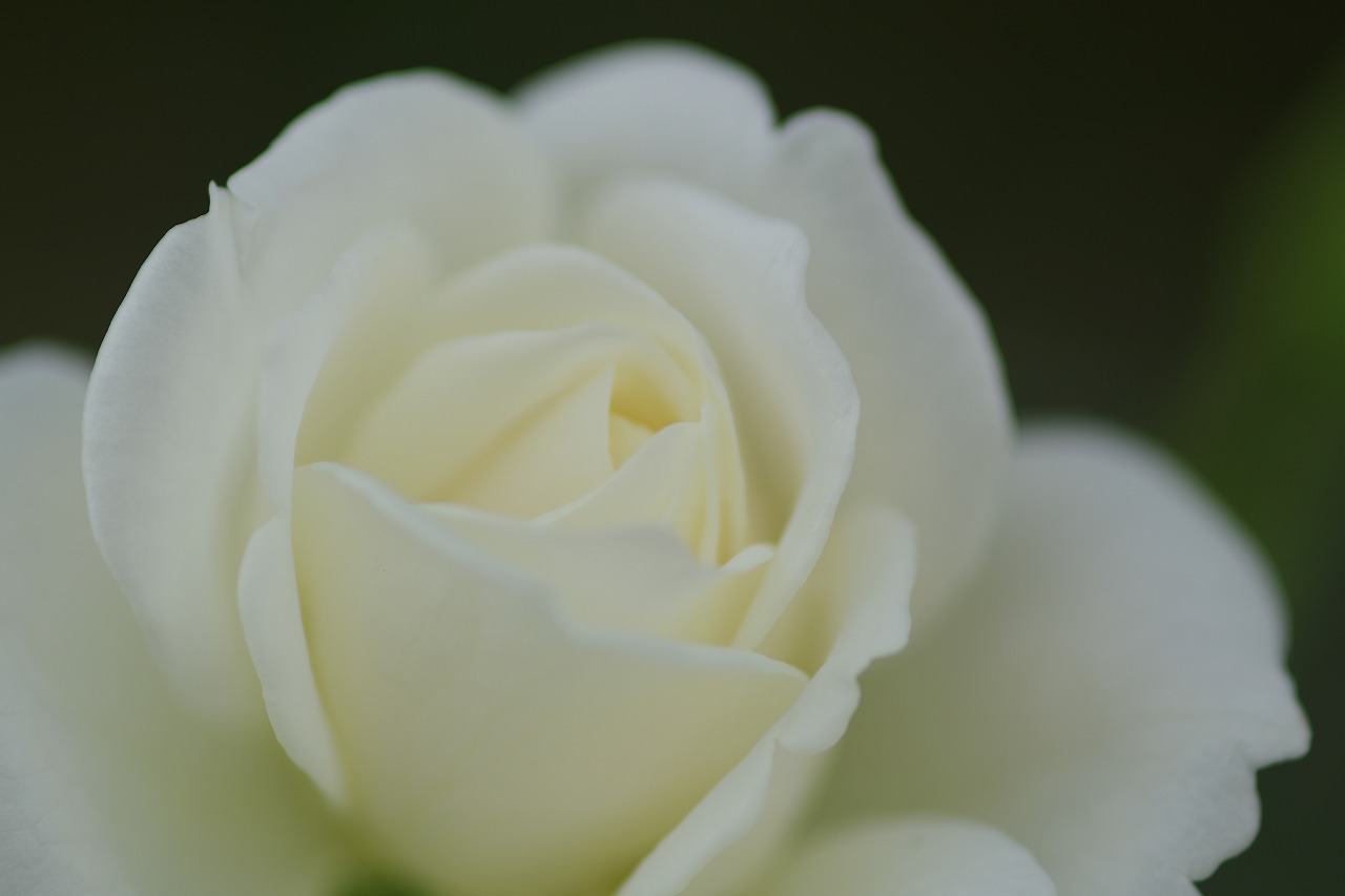 あしかがフラワーパークの花々